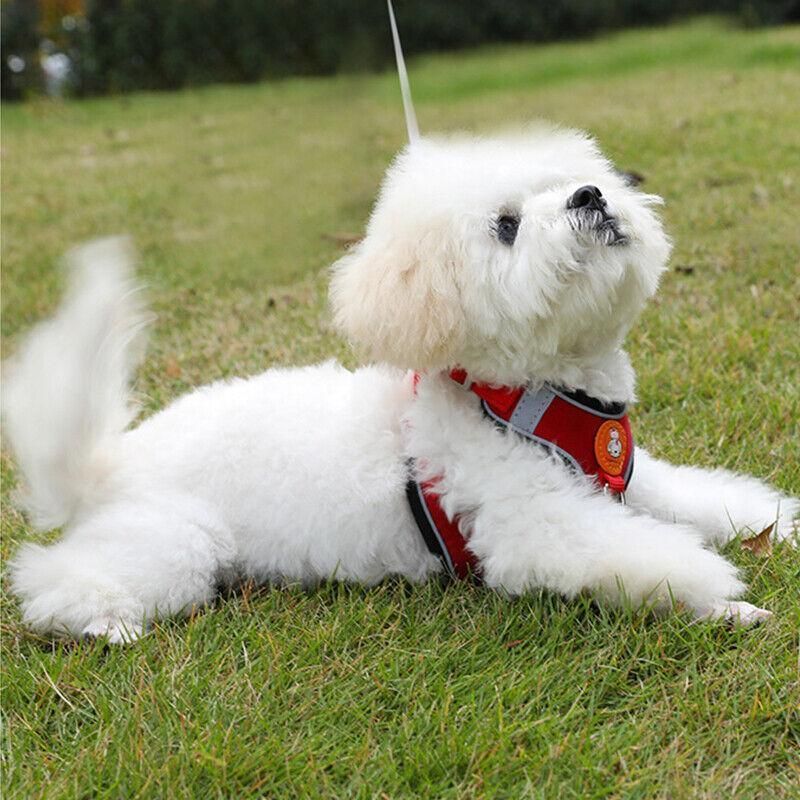 Dog Harness Cat Lead Puppy Leash Vest Mesh Breathe Adjustable Braces Small Pet Orange - XXS