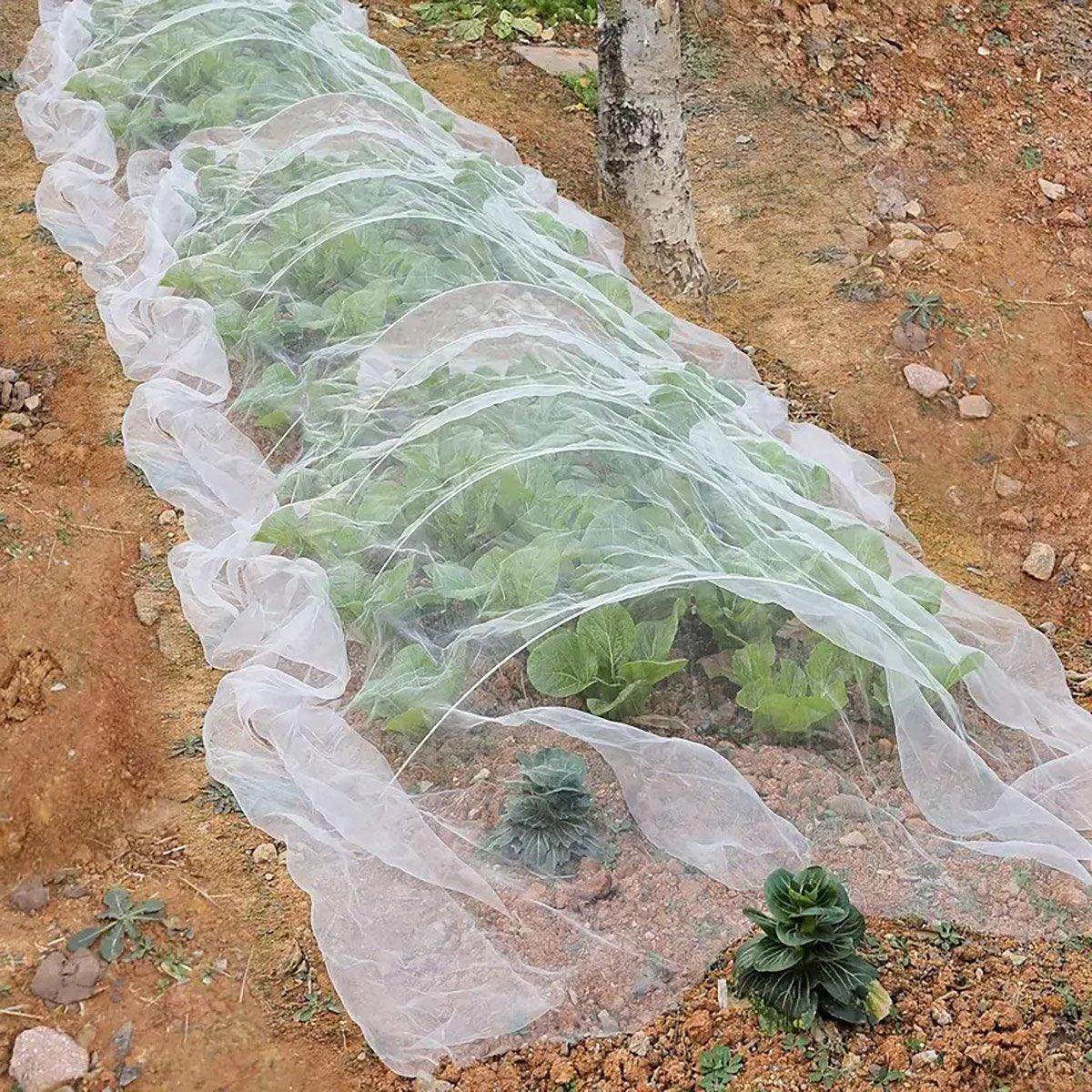 Agricultural Insect-proof Greenhouse Net for Fruit Vegetable Plant Protection - 250CMx5M