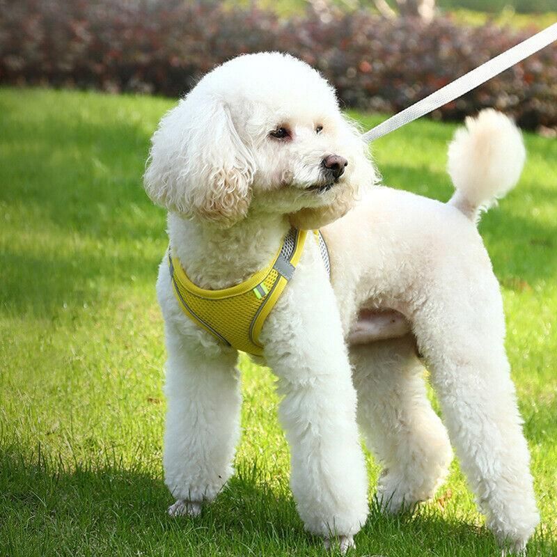 Pet Dog Harness Adjustable Reflective Breathable Outdoor Collars Strap Cat Leash Yellow - L