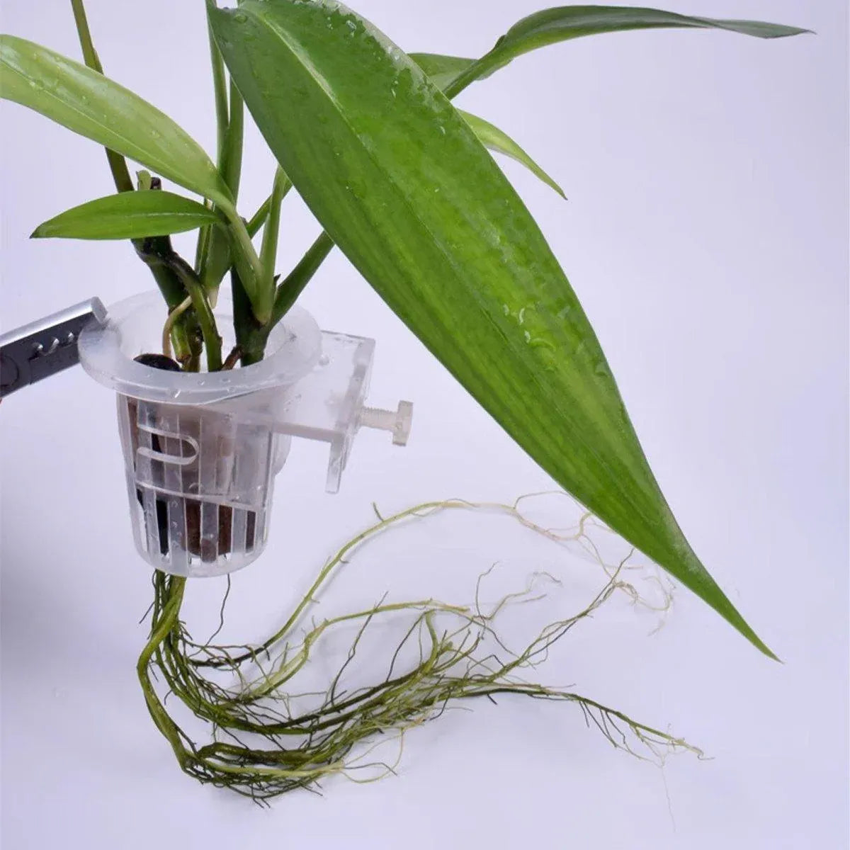 Adjustable Wall Mounted Aquatic Plant Cup for Emersed Plants Water Grass Holder