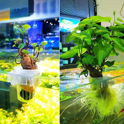 Adjustable Wall Mounted Aquatic Plant Cup for Emersed Plants Water Grass Holder