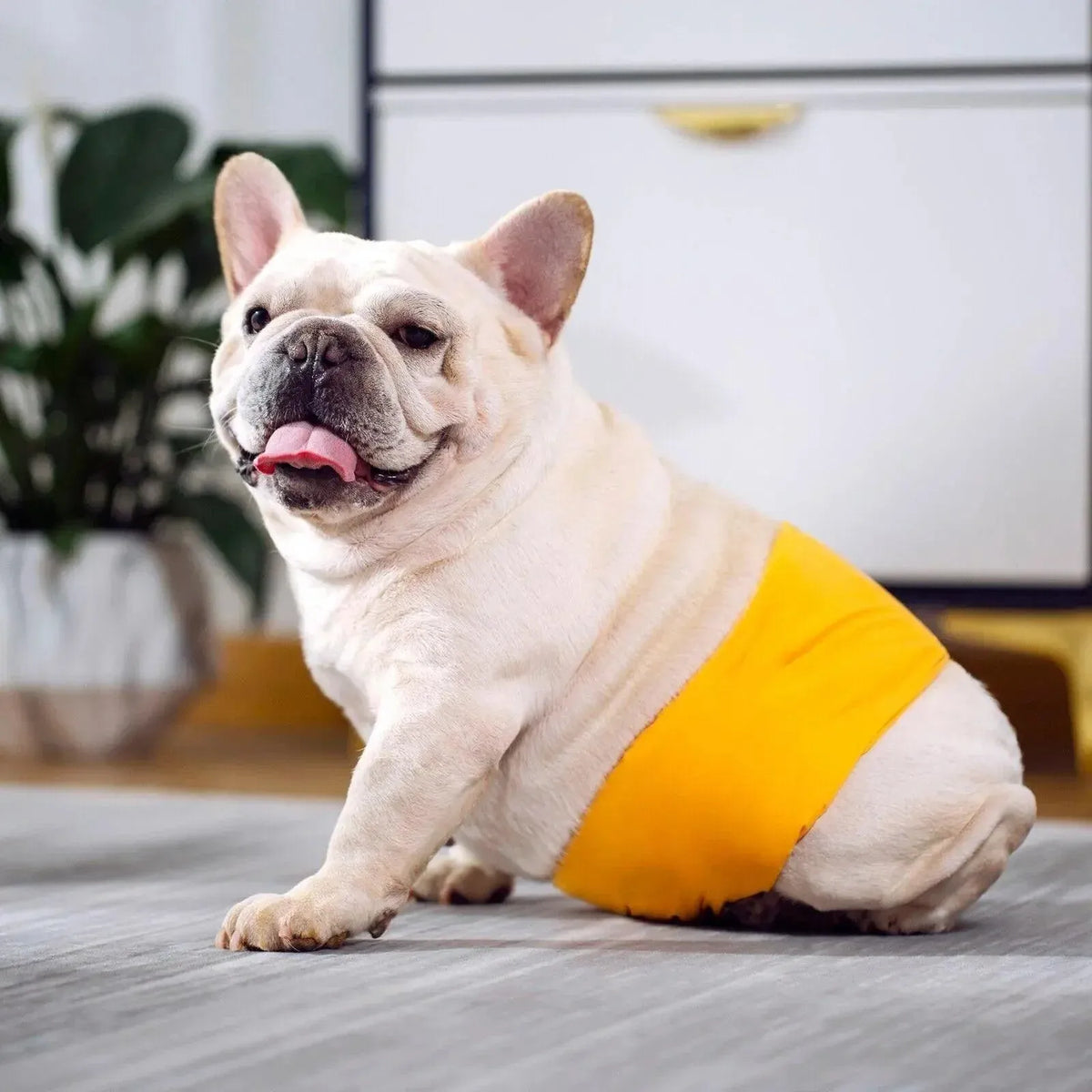 XL Male Dog Puppy Nappy Diaper Belly Wrap Band Sanitary Pants Underpants - Green
